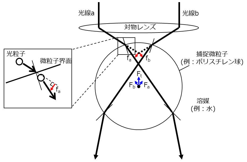 光ピンセットの捕捉原理 | 光学機器の開発・設計・試作 | 株式会社LABOPT